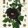 Free 18" x 24" and 16" x 20" Printable Floral Botanical Prints- Series 1
