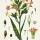 21 Free Botanical Prints