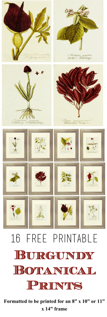 16 Free Printable Botanical Prints