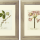 21 Free Lavender Botanical Printables